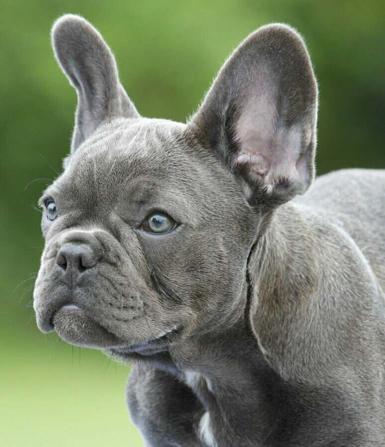 Портрет щенка французского бульдога