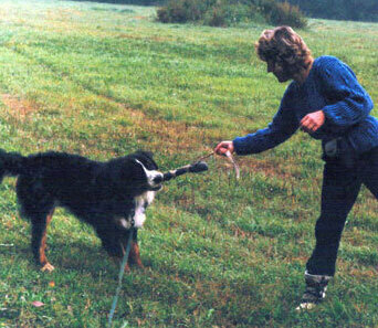 Хозяйка играет с Мартином, чтобы дать ему эмоциональную положительную разрядку, чтобы наградить собаку за старательность.