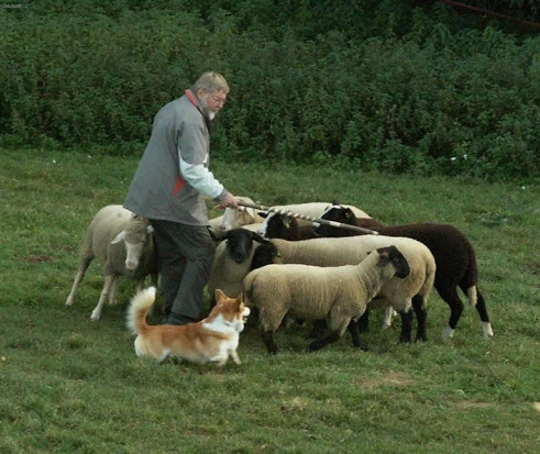 Корги помогает пасти овец