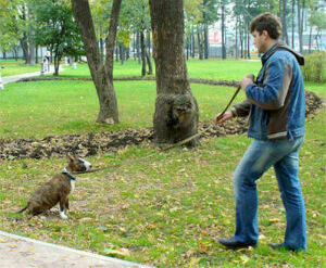 Щенок  выполняет команду "Сидеть" с выдержкой. Дрессировщик внимательно следит за действиями собаки, чтобы пресечь попытку подняться раньше времени.